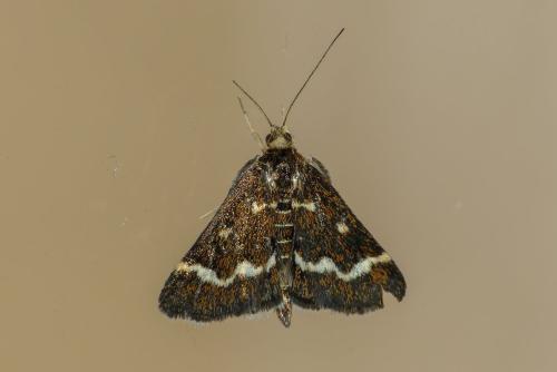 Pyrausta nigrata